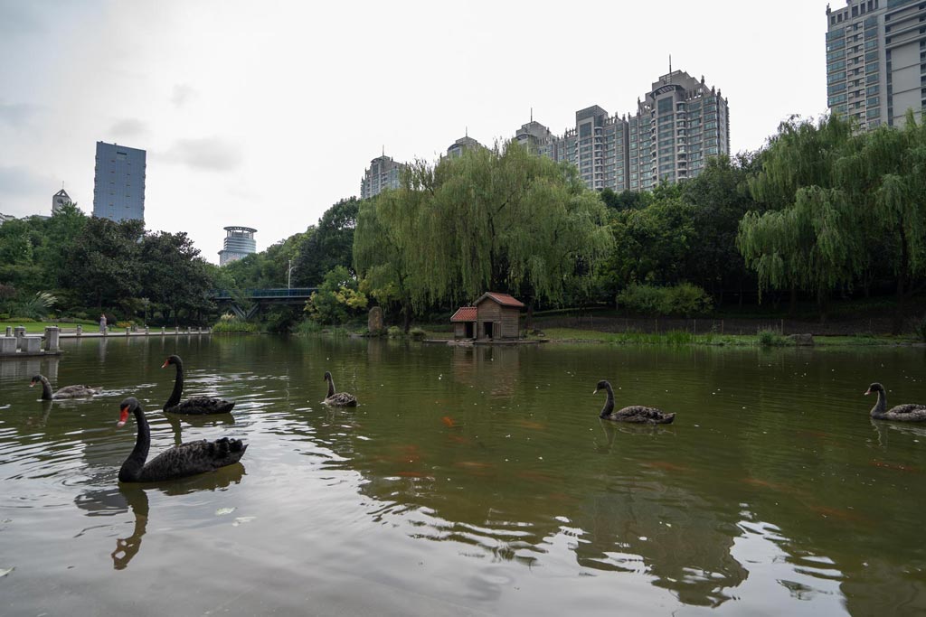 Black Swans in Xujiahui Park.jpg